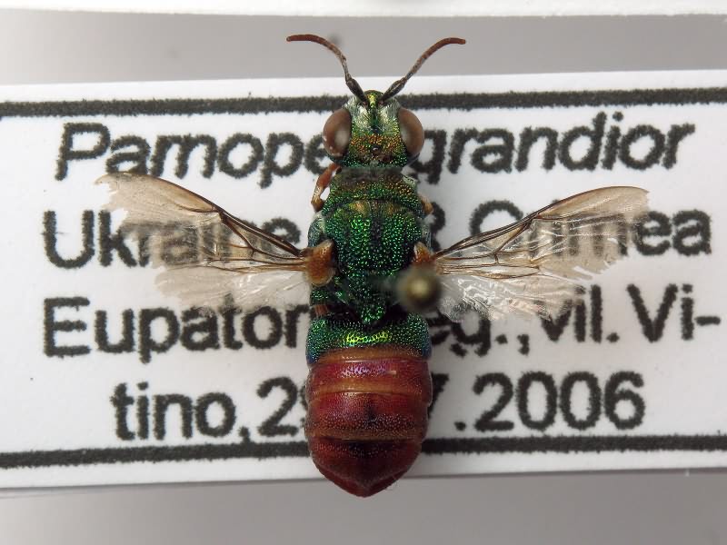 Parnopes grandior (Pallas, 1771)